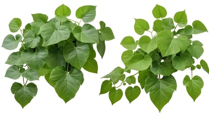 Fototapeta na wymiar Set of green leaves from Javanese treebine or grape ivy (Cissus spp.), a jungle vine and hanging ivy plant bush foliage, isolated on a white background with a clipping path. 