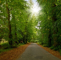 Fototapeta premium Road, landscape and woods with trees in countryside for travel, adventure and leaves with tarmac in nature. Street, forest and location in Amsterdam with direction, roadway or environment for tourism