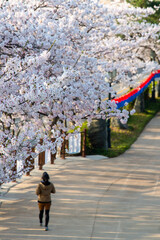 a woman waling below cherry blossoms