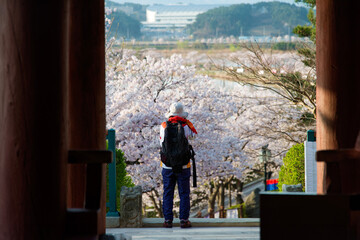 A photographer taking a photo at the cherry blossoms in the morning