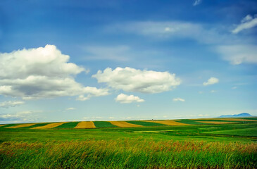 Fields in Montana