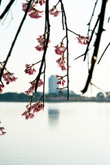 Cherry blossoms at the lakeside in spring