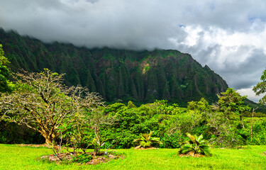 Ho'omaluhia Botanical Garden with views of Ko'olau mountains on O'ahu island, Hawaii - obrazy, fototapety, plakaty