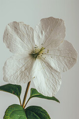 White Trillium Flower with Green Leaves Against a Light Background