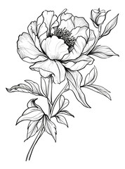 Peony drawing in black and white