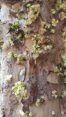 Textura do tronco da árvore jabuticabeira com flores .