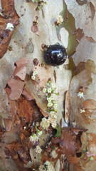 Uma jabuticaba e algumas flores no tronco da árvore jabuticabeira.