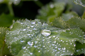 Water drops on a green leaf, close-up, macro photography