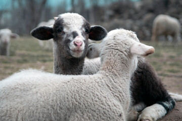 Young lamb sitting in a field in Spring looking straight ahead