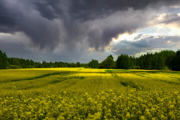Obraz premium Blooming yellow rapeseed field with storm clouds on a rainy spring day. Scenery.