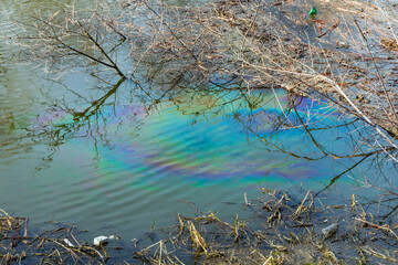 A colorful oily film on the surface water in the river is the result of pollution with petroleum or...