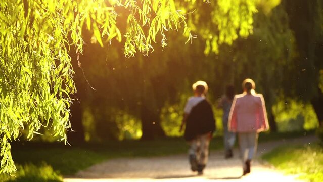 Green branches of willow are illuminated by sun. Mosquitoes flies. People walk in summer green city park.
