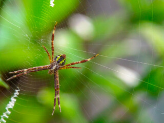 spider on a web