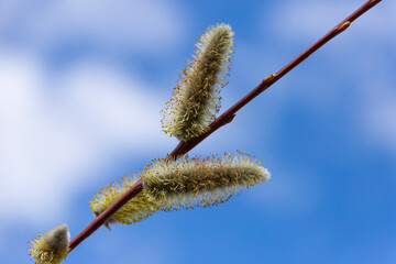 Fluffy buds of a willow tree. Christian holiday, Palm Sunday.