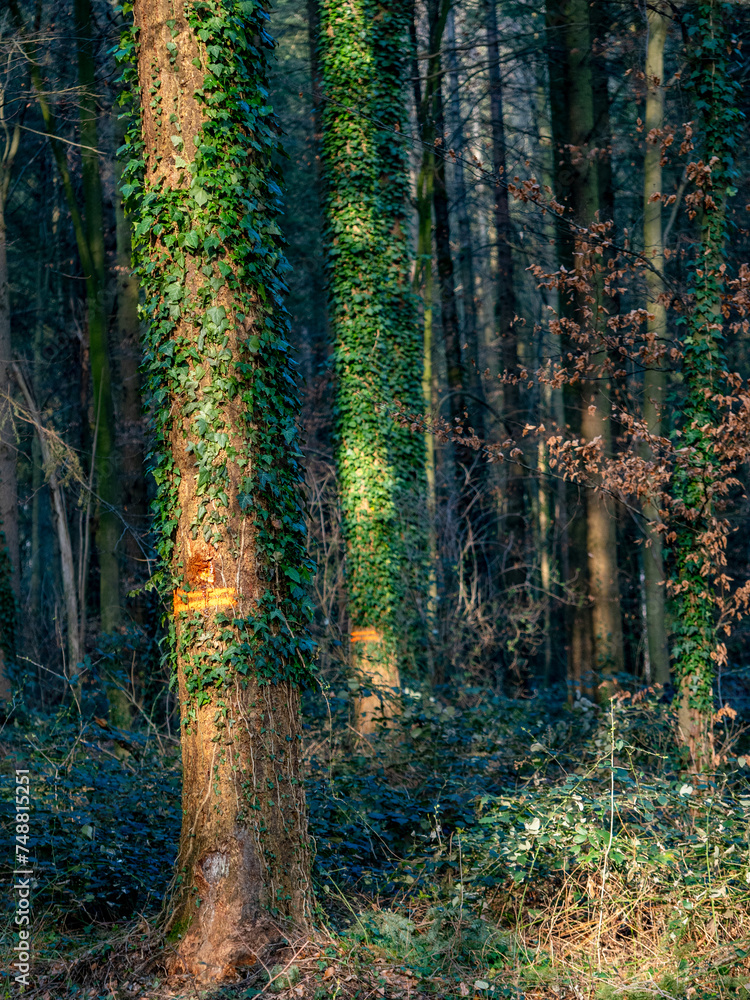 Canvas Prints Bäume im Mischwald