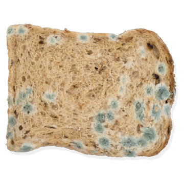 Vector image of a piece of porous bread with mold on a white background