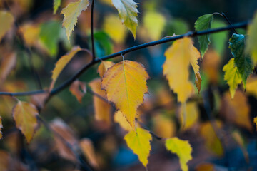 Close-Up of Vibrant Autumn Leaves with Bokeh Background