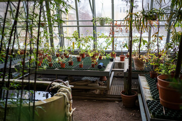 Tropical exotic potted plants growing in glasshouse. Greenhouse for cultivation of decorative green...