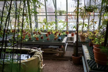 Fotobehang Tropical exotic potted plants growing in glasshouse. Greenhouse for cultivation of decorative green trees with subtropic climate, warm temperature, humidity, daylight, sprinkling system © DimaBerlin