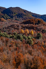 Autumnal Hues on Forested Mountain Slope