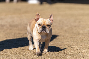 Tan French Bulldog on the grass looking into the camera