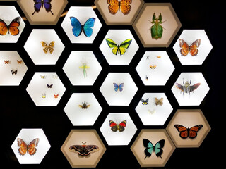 Colorful specimens of butterflies and beetles of different species.  Display of variety of dead butterflies and insects on glass © Yelena