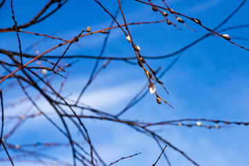 Blooming buds on the branches of pussy-willow against the blue sky in spring. Palm Sunday. Pussy-willow Sunday.