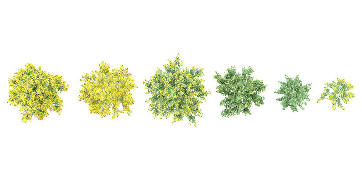 Collection of Maidenhair Trees isolated on white background, tropical trees isolated used for design,top veiw, advertising and architecture