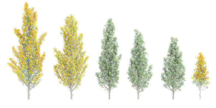 collection of Fastigiate tulip trees beautiful isolated on white background