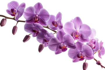 On a white background, an orchid branch with violet flowers is isolated