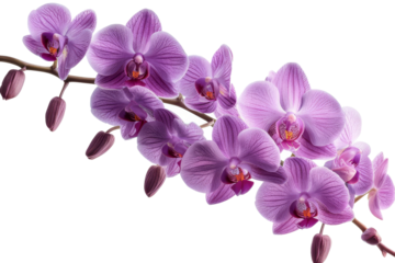 On a white background, an orchid branch with violet flowers is isolated