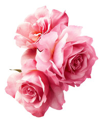 Pink roses on a transparent background.