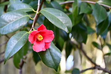 Obraz premium 赤い椿の花