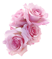 Fototapeta premium Pink roses on a transparent background.