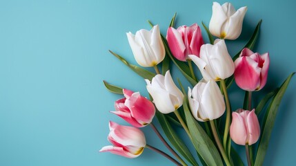 Top view photograph of pink and white tulips on an isolated pastel blue background for Mother's Day.