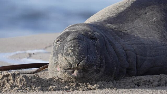 Rare sighting of a vagrant southern elephant seal (Mirounga leonina) in full moult on the Onrus beach near Hermanus, Whale Coast, Overberg, Western Cape, South Africa.