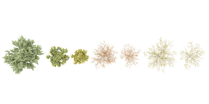 Hybrid witch hazel tree top view for landscape plan and architecture layout