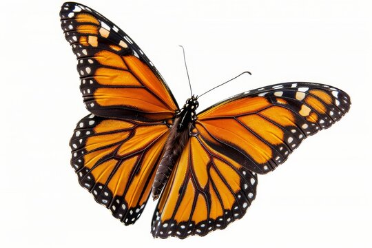 In the top view, a monarch butterfly shows open wings of the flying migratory insect that represents summer and the beauty of nature.