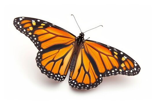 White background with a beautiful monarch butterfly