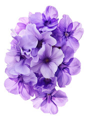 purple flowers in a bouquet on a white background