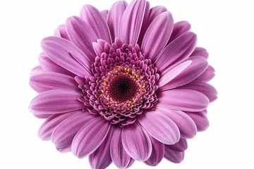 Selbstklebende Fototapeten Violet-pink gerbera flower isolated on white with clipping path. Nature. Closeup. © Zaleman