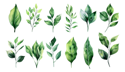 set of green watercolor floral leaves
