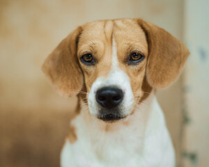 beagle dog portrait