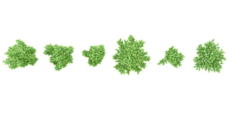Top view of Japanese holly trees on transparent background, for illustration, digital composition, and architecture visualization