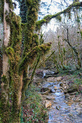 mossy undergrowth trees and stream in mountain forest, autumn-winter season. beautiful nature background with mossy tree trunks. mystical green Mossy Forest landscape. harmony of nature.