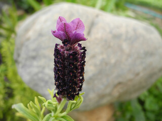 Lavanda