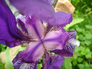 Iris