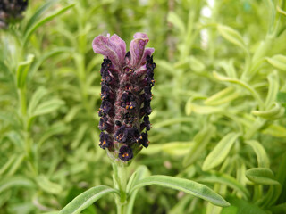 Lavanda