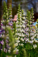 Close-up of white Lupinus albus in the garden. White flowers in bloom in the rural. Flower and plant.