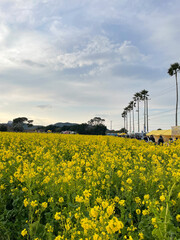 渥美半島 菜の花まつり